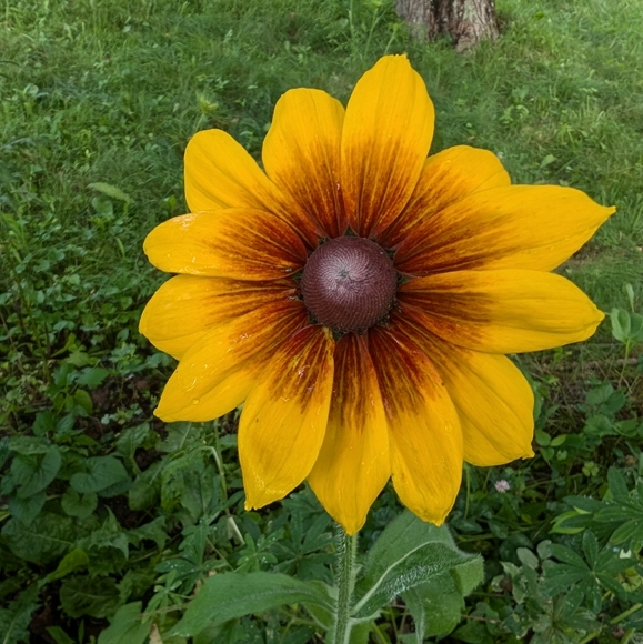 Meet your Posher, Annie - Picture 1 of 2